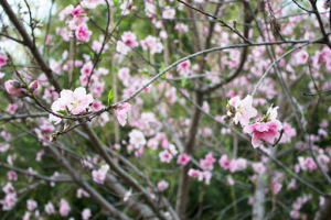 peach blossom (via laurahager.blogspot.com)